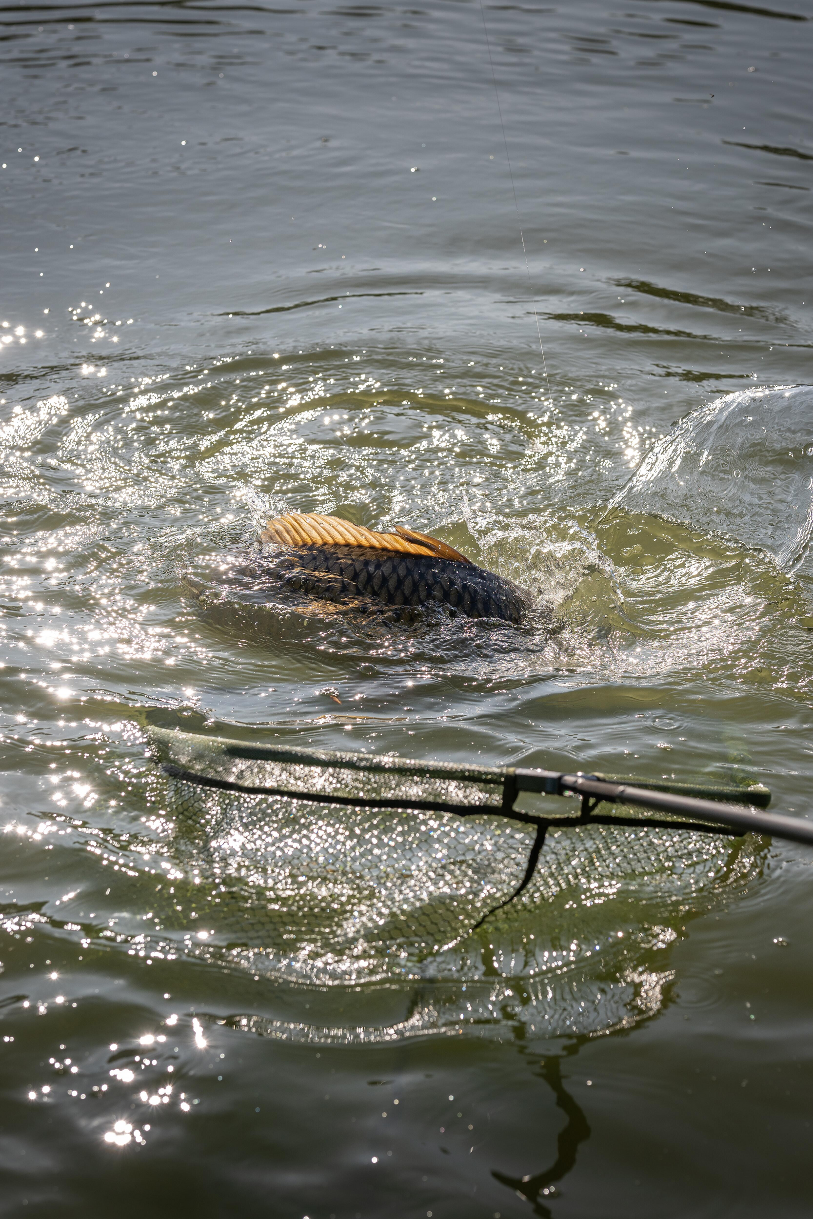 Full Metal Speci Square Latex